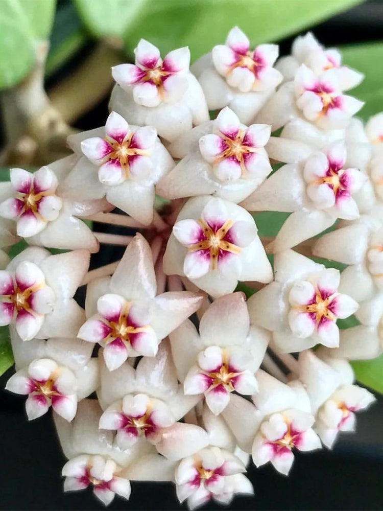 Whorled Wax Plant Stem Cuttings