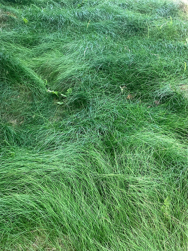 Red Fescue
