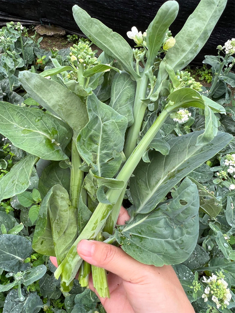 Wrinkle-leaf Mid-flowering Chinese Kale