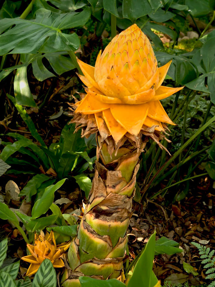 Ground Burst Golden Lotus