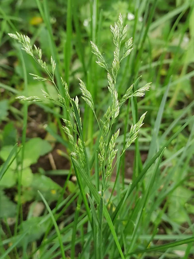 Kentucky Bluegrass