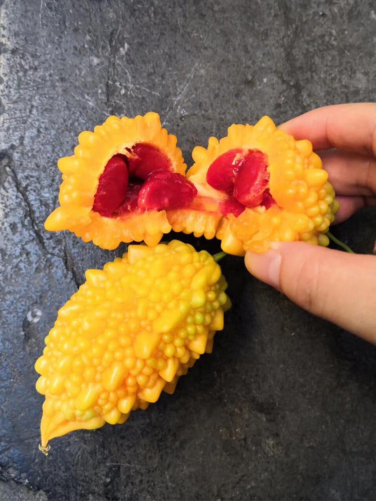 Small Spiny Bitter Melon