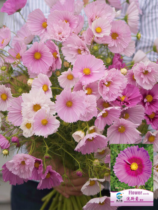 Hezhichun Cosmos bipinnatus 'Cupcakes'