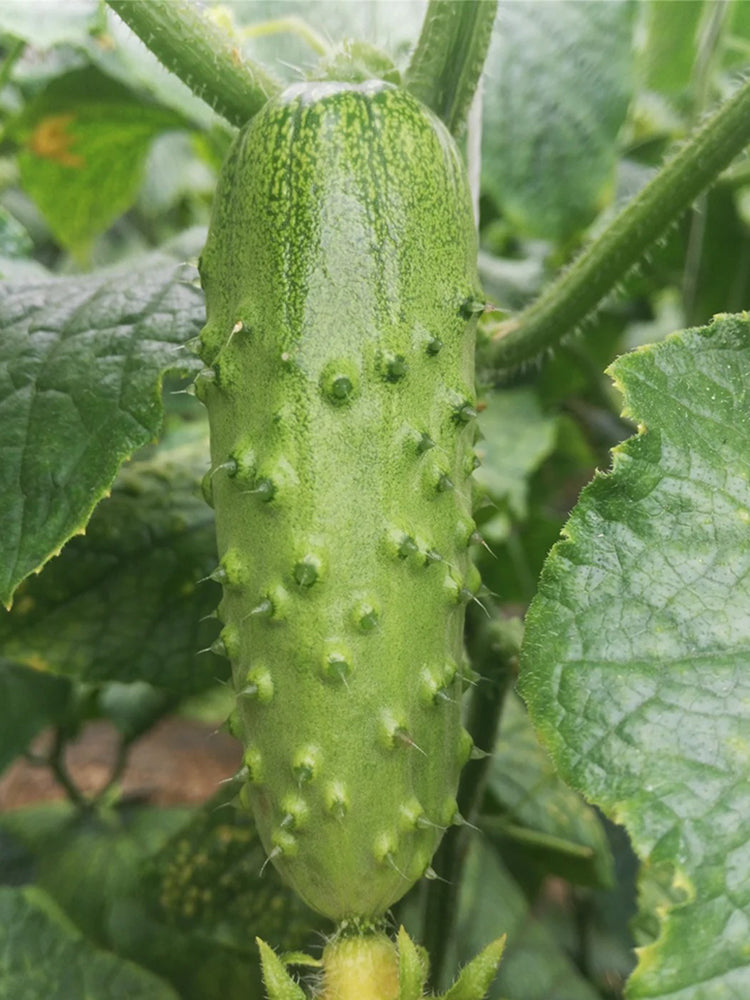 Chinese Large Thorn Fruit Cucumber