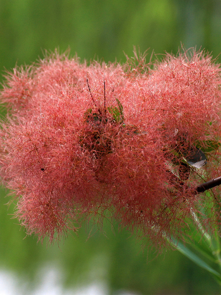 Smoke Tree