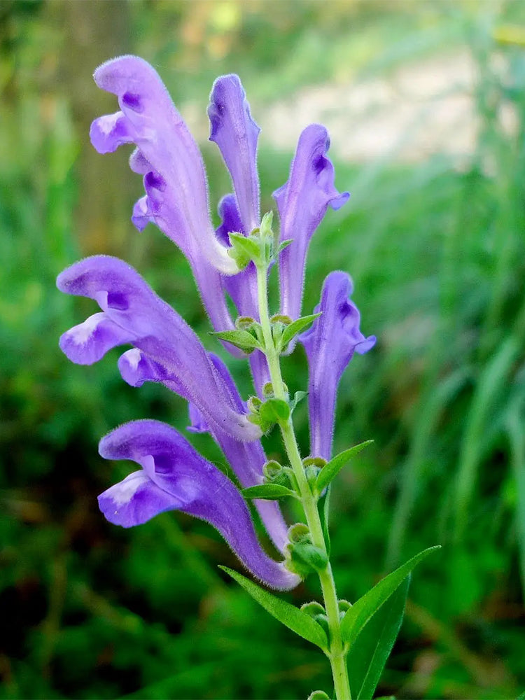 Baical Skullcap (Scutellaria baicalensis)