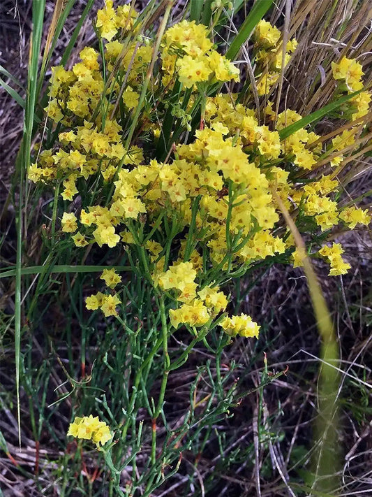 Yellow Wavyleaf Sea Lavender (Limonium sinuatum)