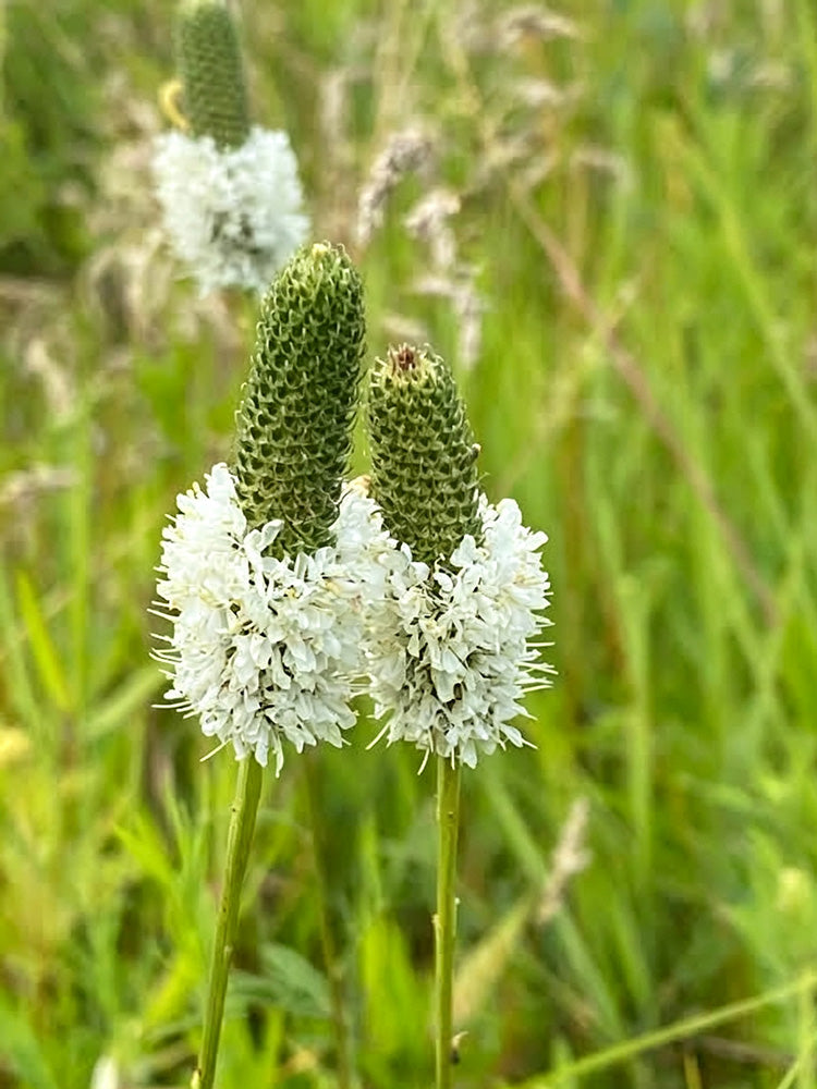 White Prairie Clover