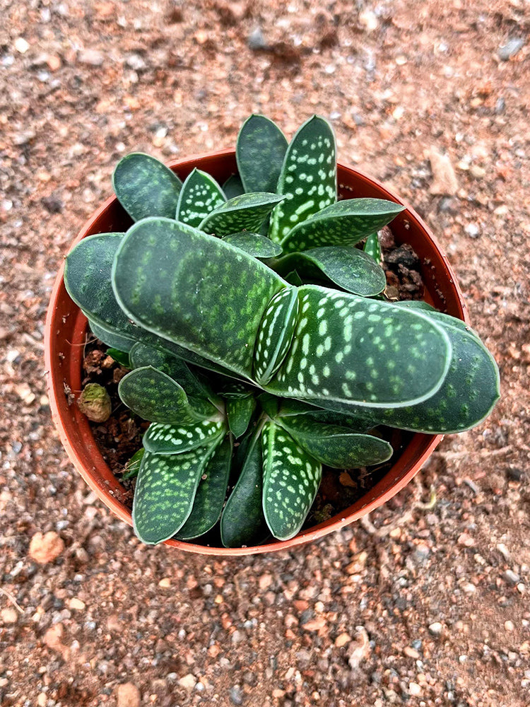 Gasteria minima