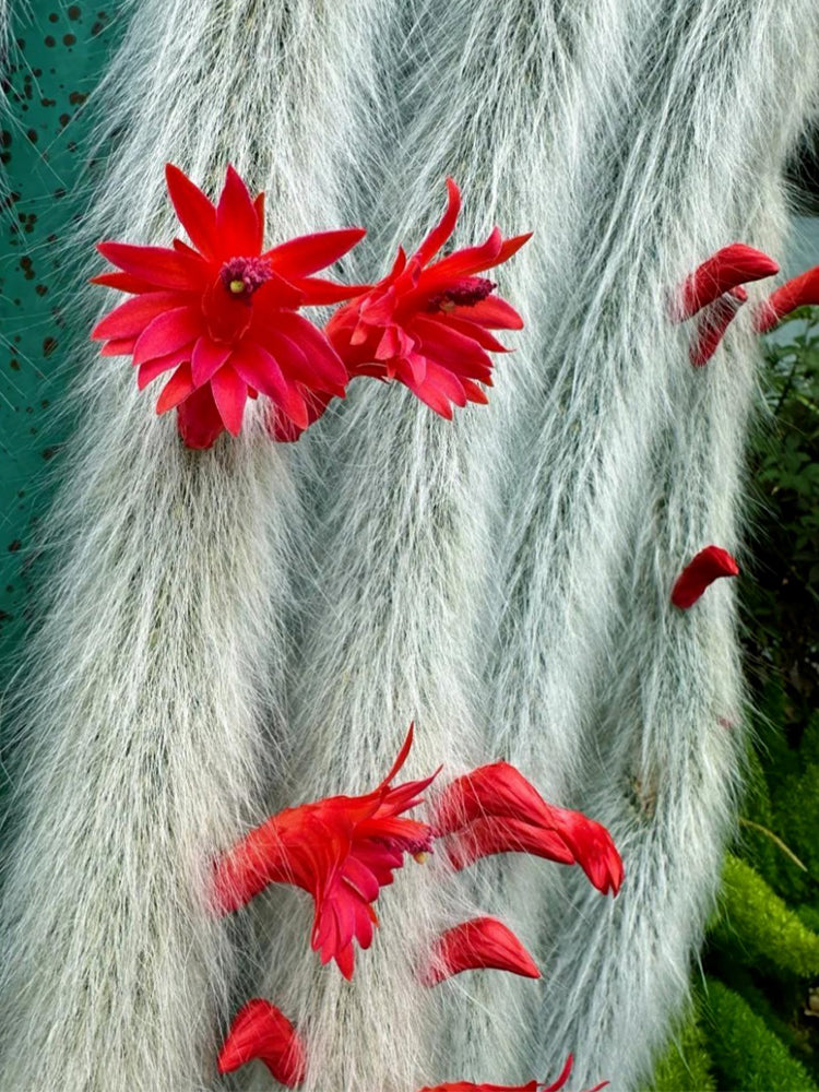 Monkey Tail Cactus (Hildewintera colademononis)