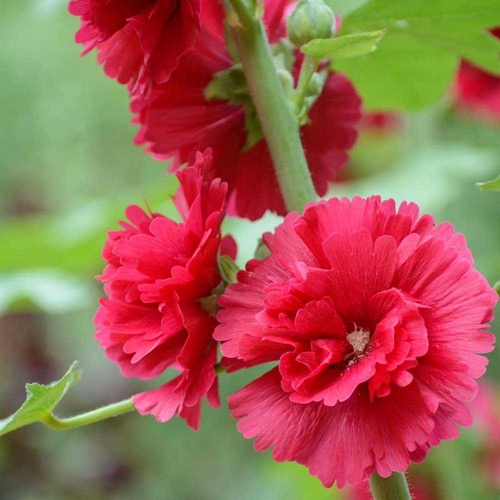 W964 Tall Double Red Hollyhock