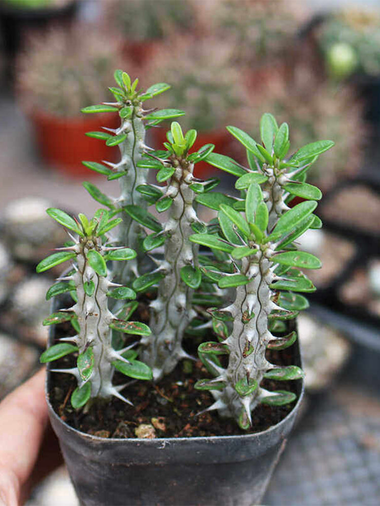 Alluaudia montagnacii Succulent