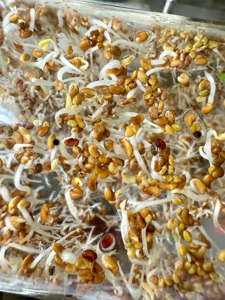 Clean Alfalfa Sprouting Seeds