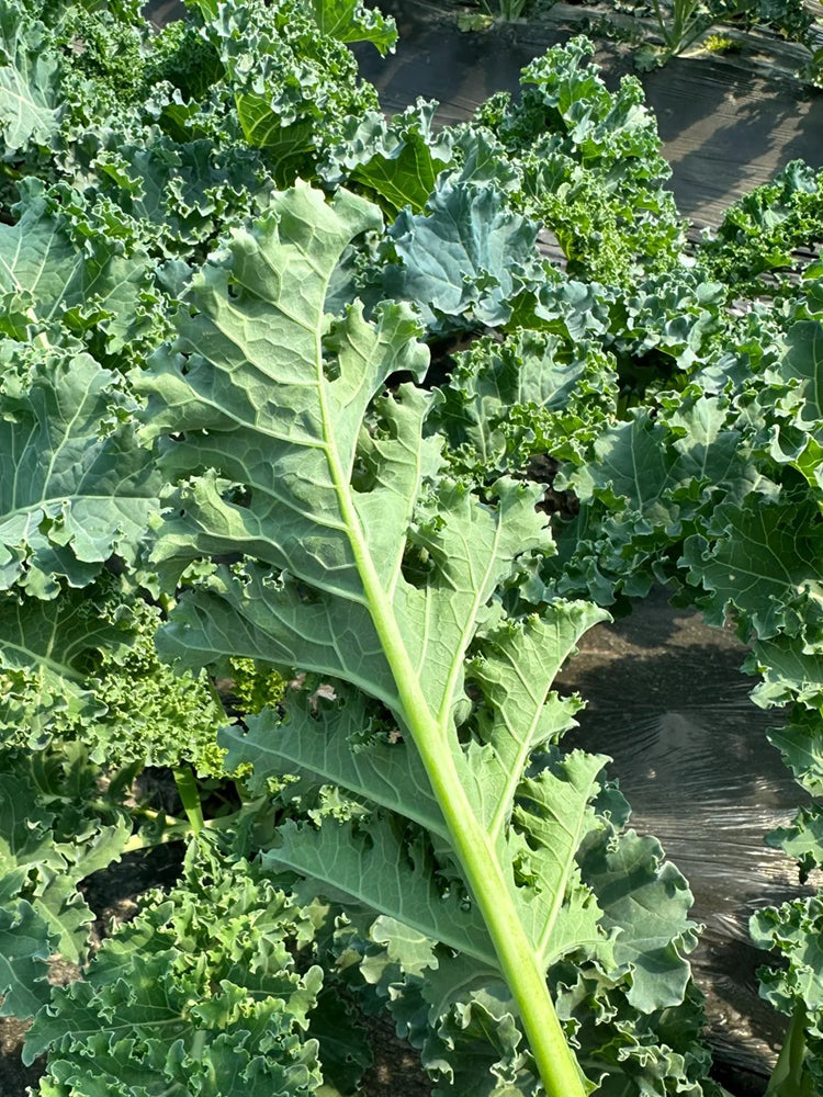 Curly Kale