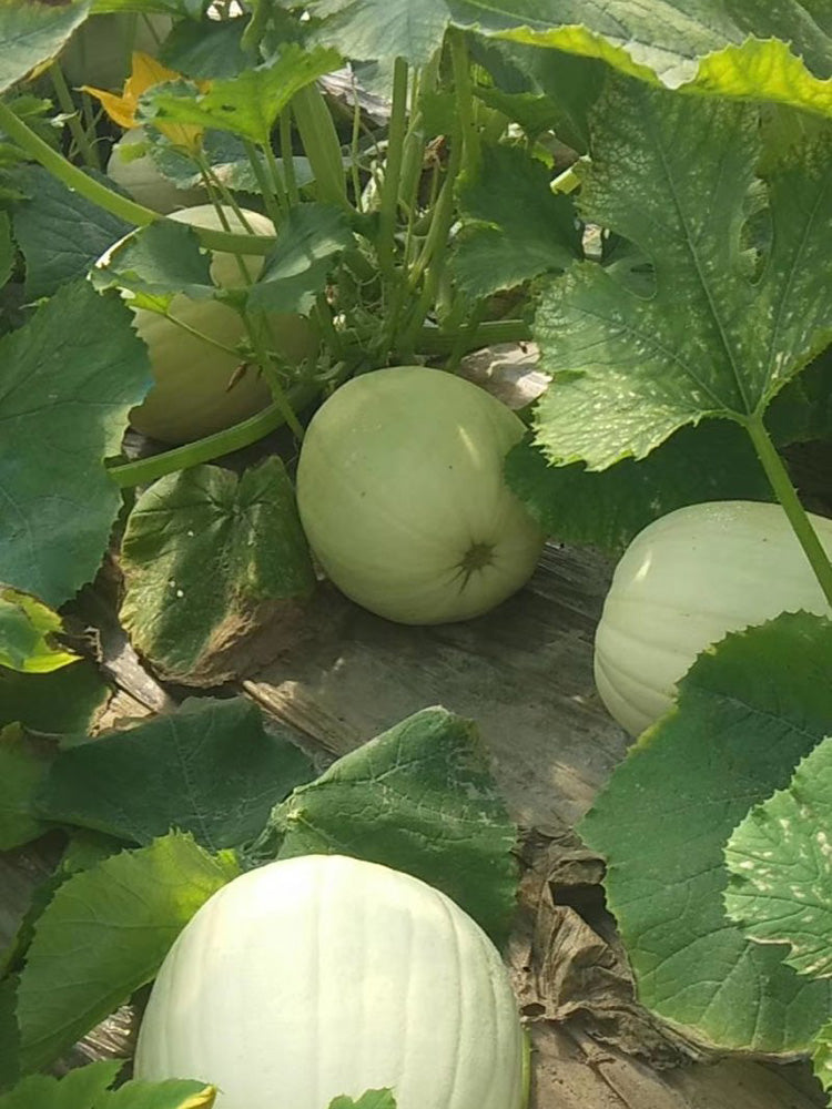 Golden Thread Squash