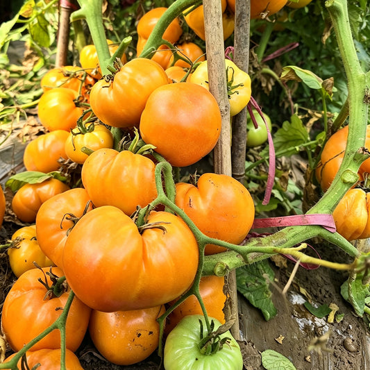 632 Kozula 183 Tomato
