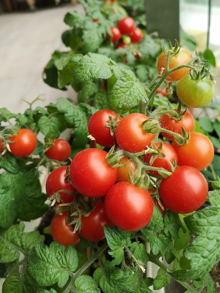Dwarf Compact Red Cherry Tomato