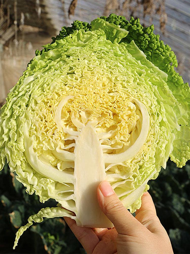 'Dongzhou No.1' Cabbage