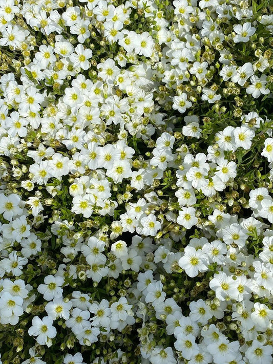 Mountain Sandwort