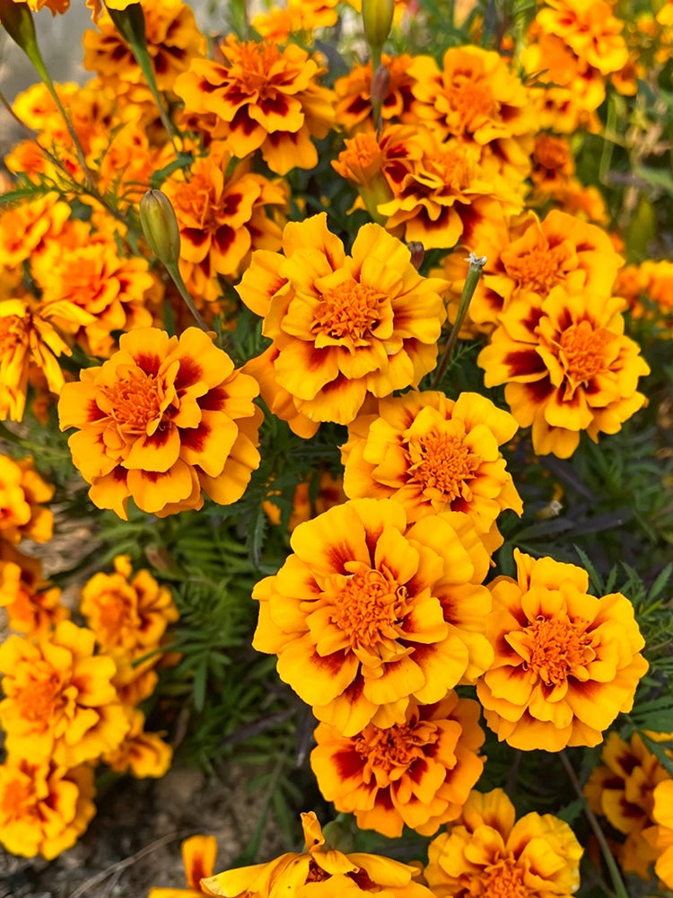 Dwarf French Marigold