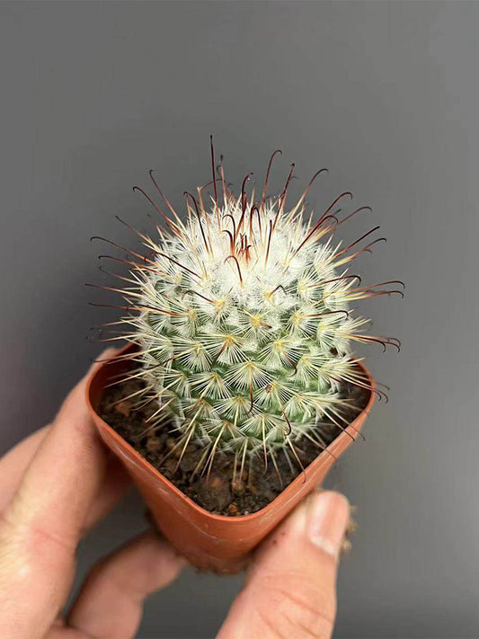 Mammillaria bombycina
