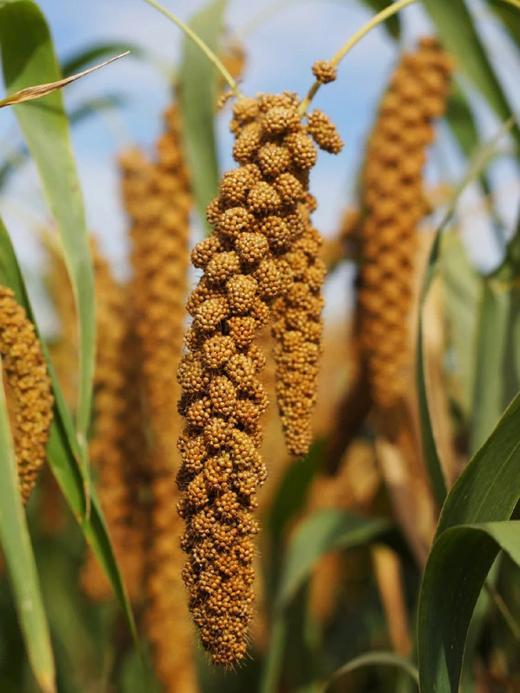 Red Foxtail Millet