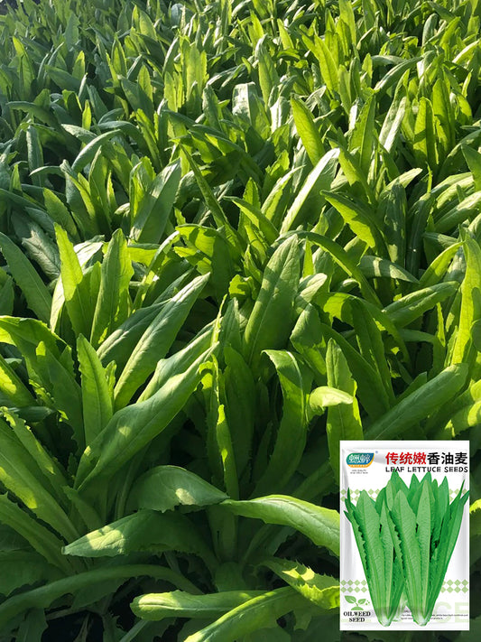 Traditional Tender Youmai Cai