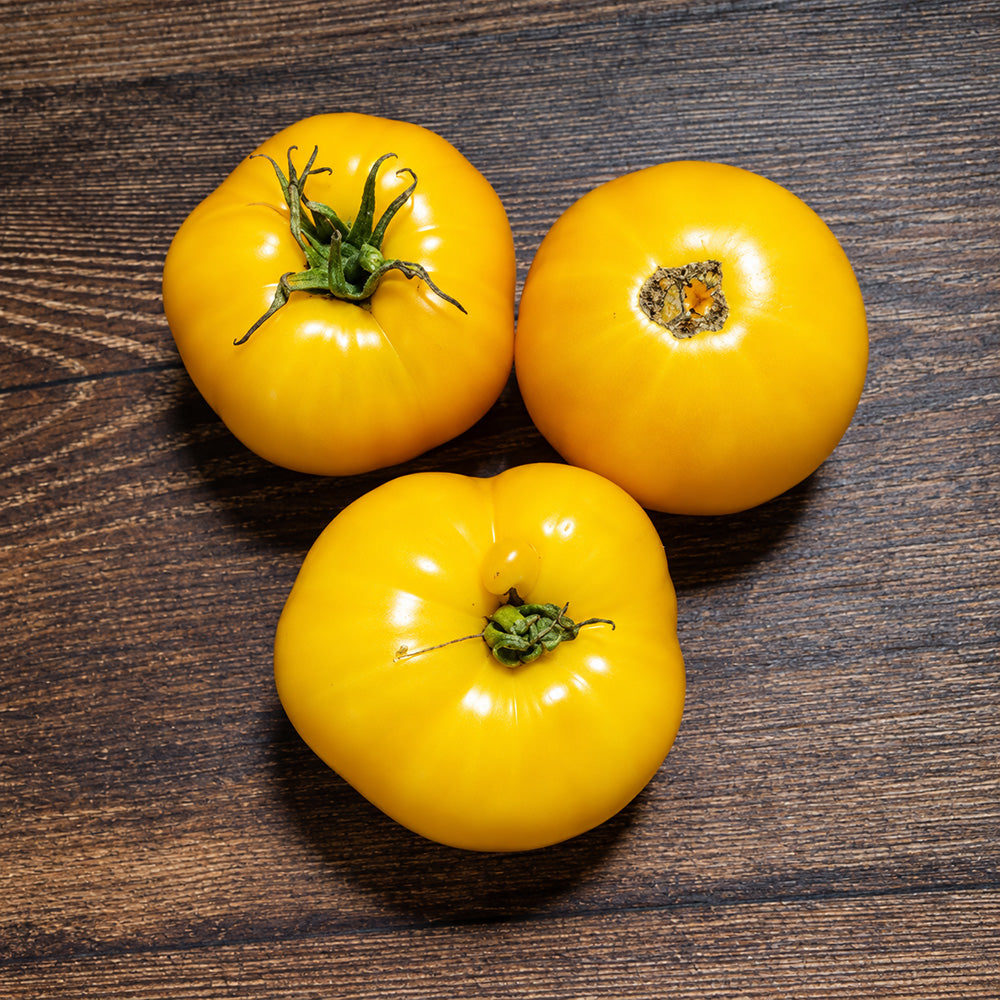 465 Golden Filling Tomato