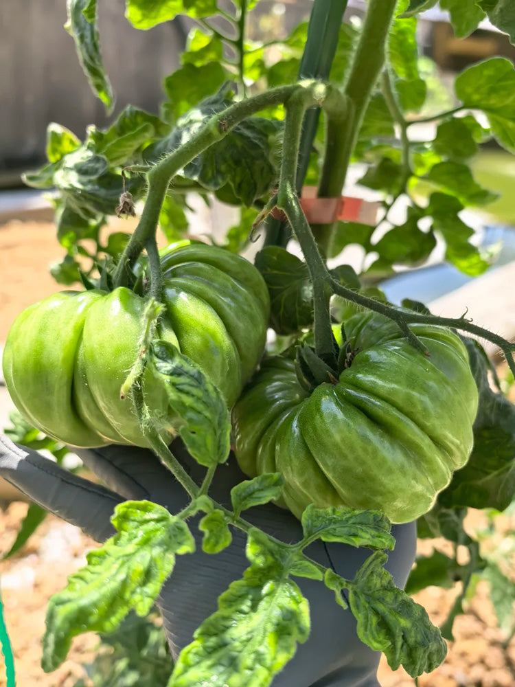 Mushroom Basket Tomato