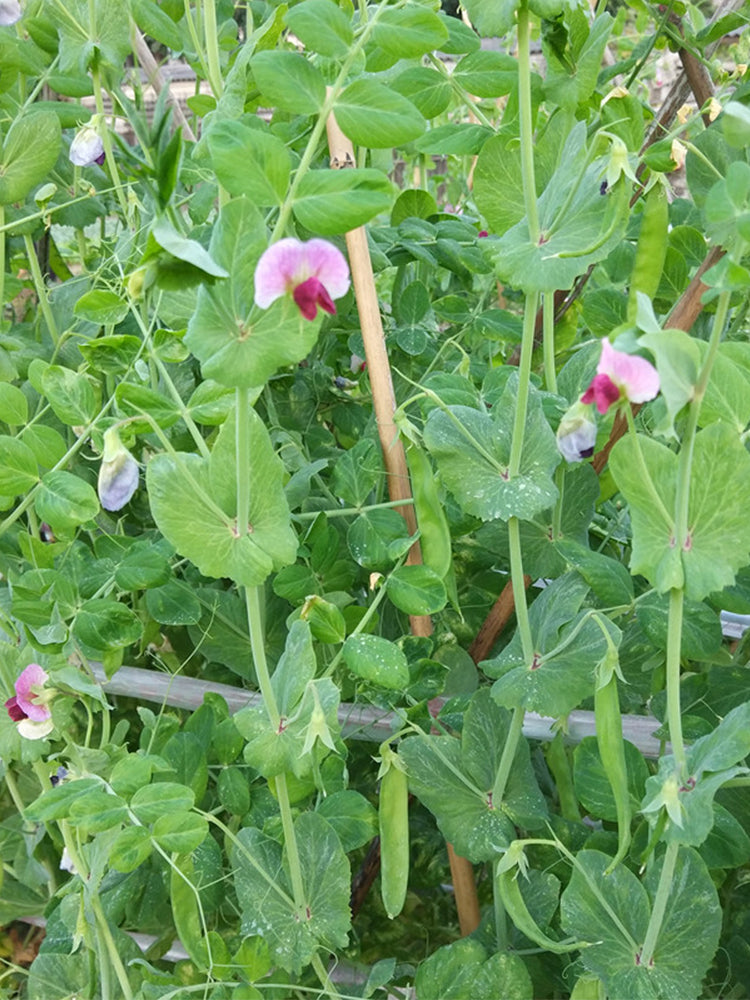 'Improved 604' Snow Pea