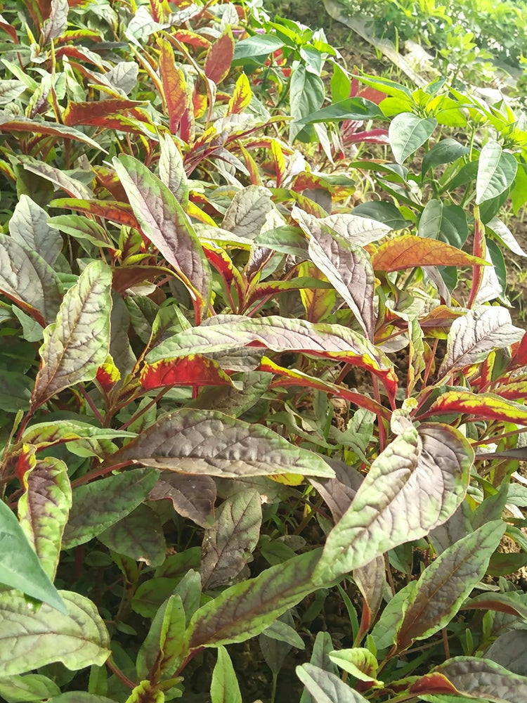 Red Willow Leaf Amaranth