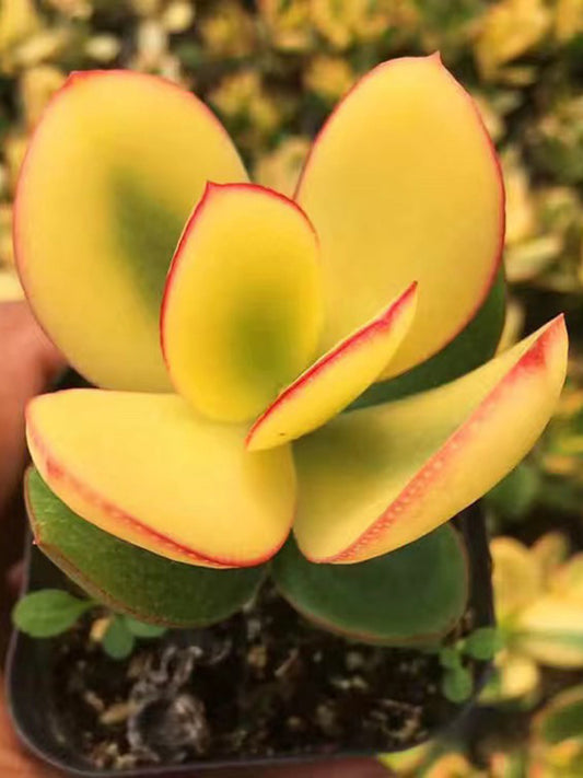 Crassula Ovata Variegated 6.0