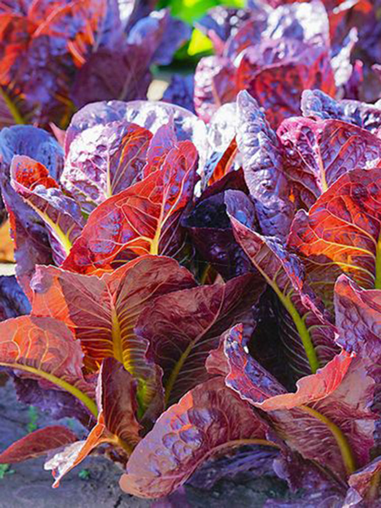 'Jing Zique' Lettuce