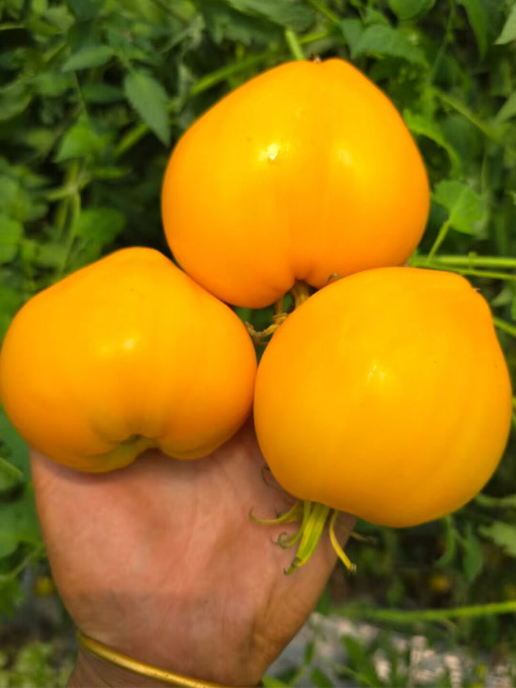 950 Golden Lotus Tomato
