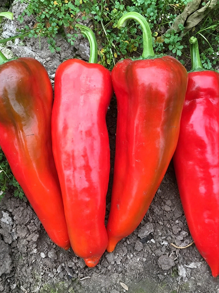 Premium Spicy Red Pickled Pepper
