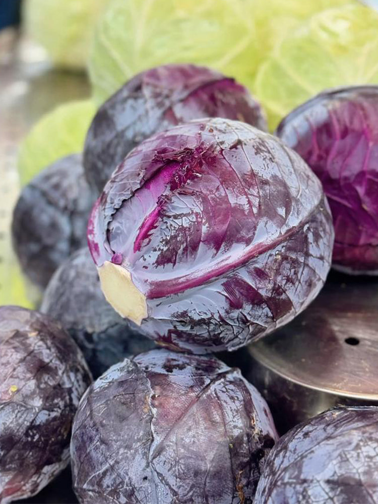 Zifeng Purple Cabbage