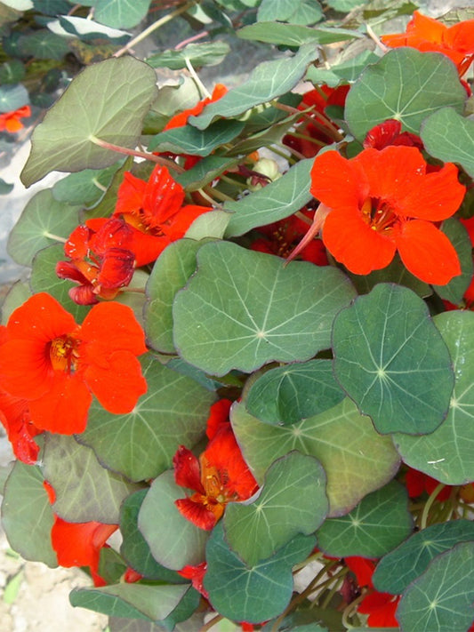 Royal Scarlet' Red Nasturtium (Tropaeolum majus)