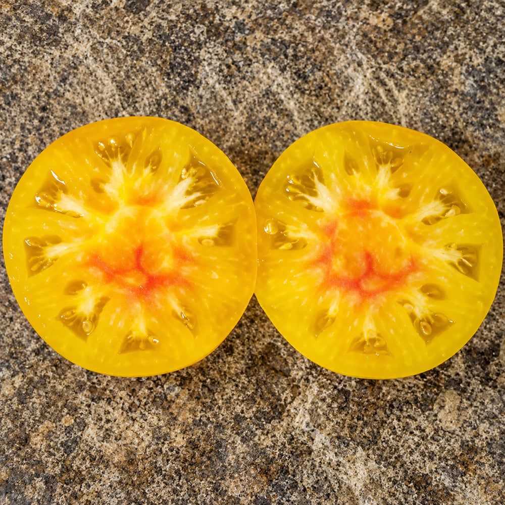 357 Casey's Pure Yellow Tomato