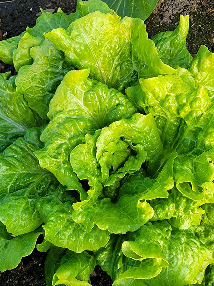 Italian Lettuce