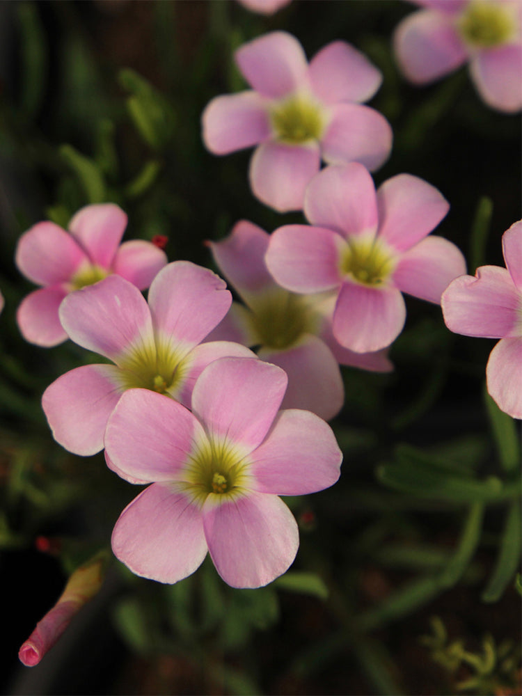 Oxalis obtusa Series Bulb - 'Berry Sundae'