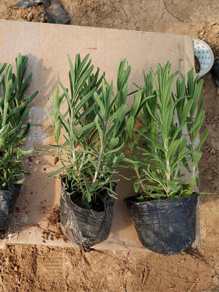 Narrowleaf Lavender