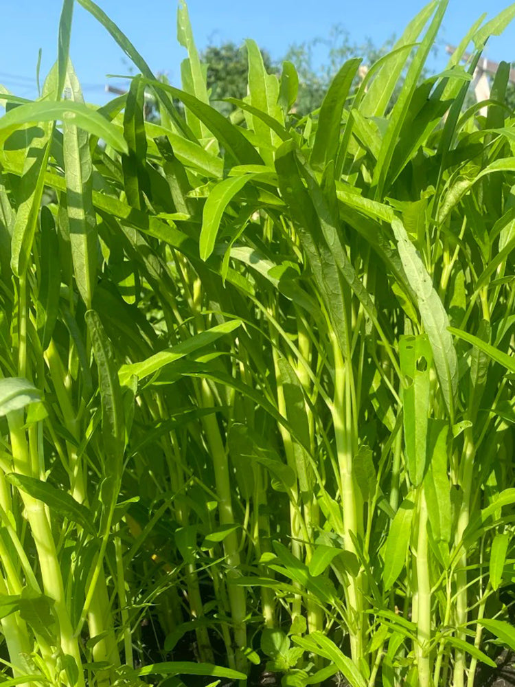 YuFeng No.6 Water Spinach