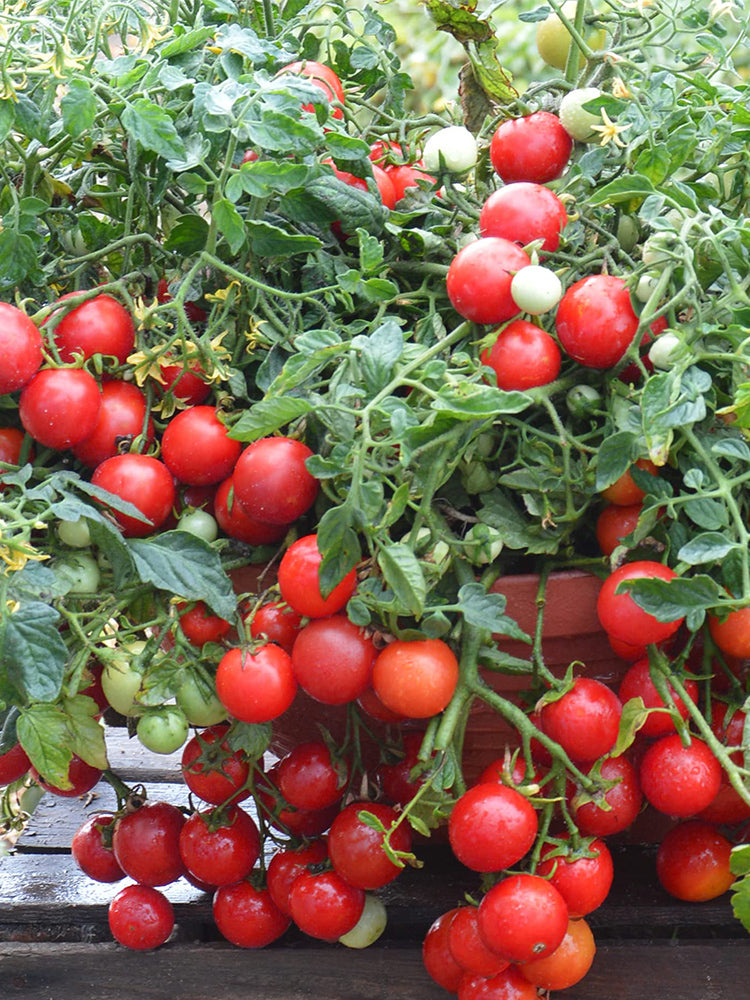 Dwarf Trailing Cherry Tomato 'Tumbling Tom Red'