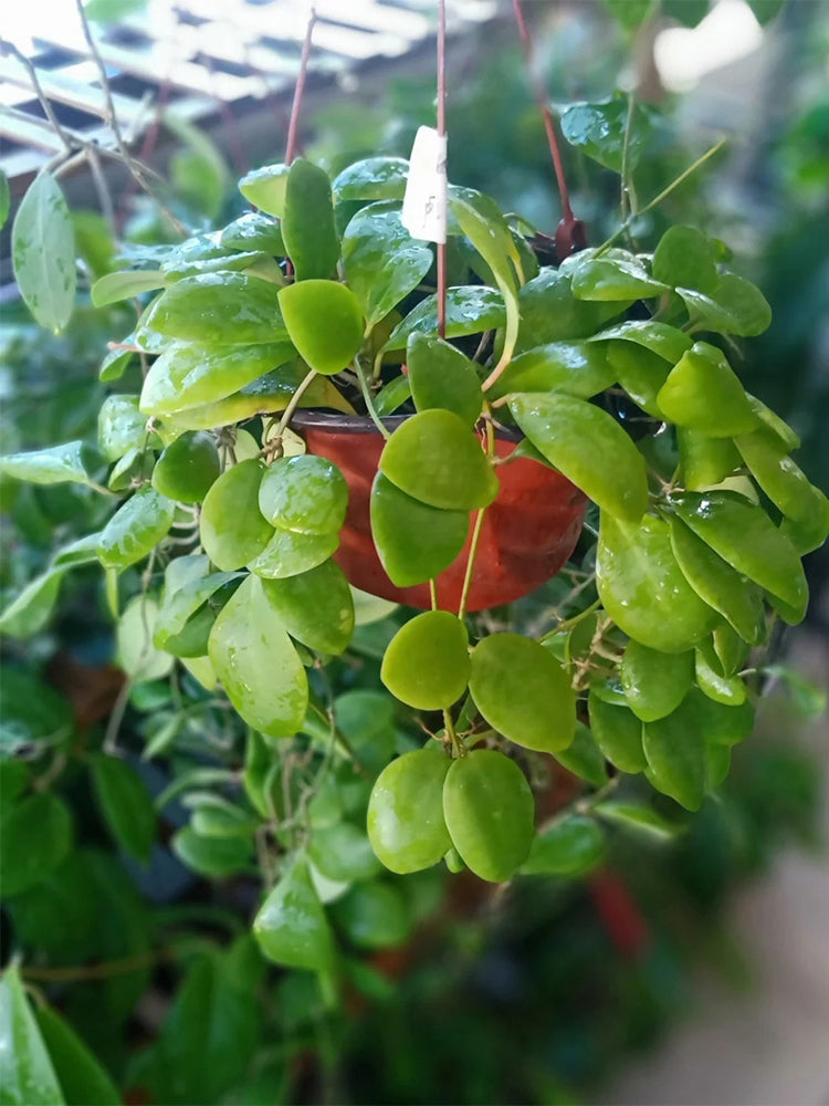 Hoya lukaensis Unrooted Stem Cuttings