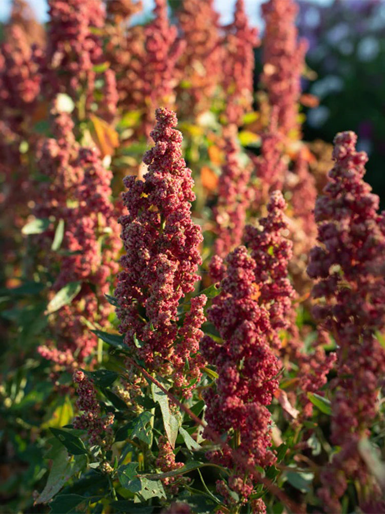 Red Quinoa