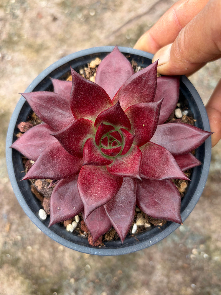 Echeveria cv. 'Robin'