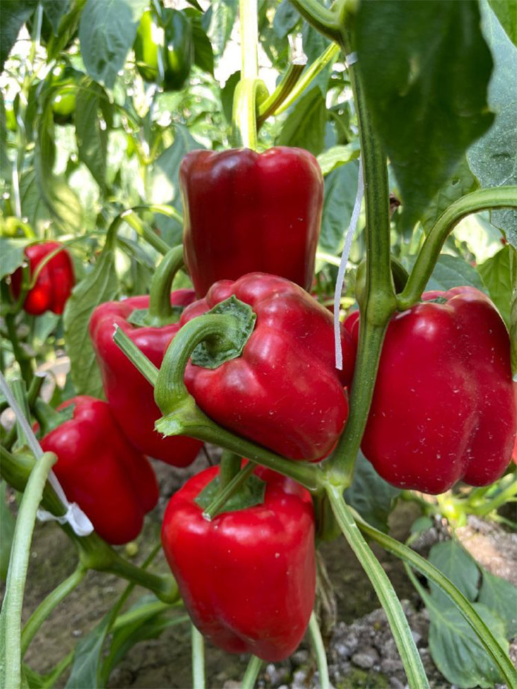Red Bell Peppers (Capsicum annuum)