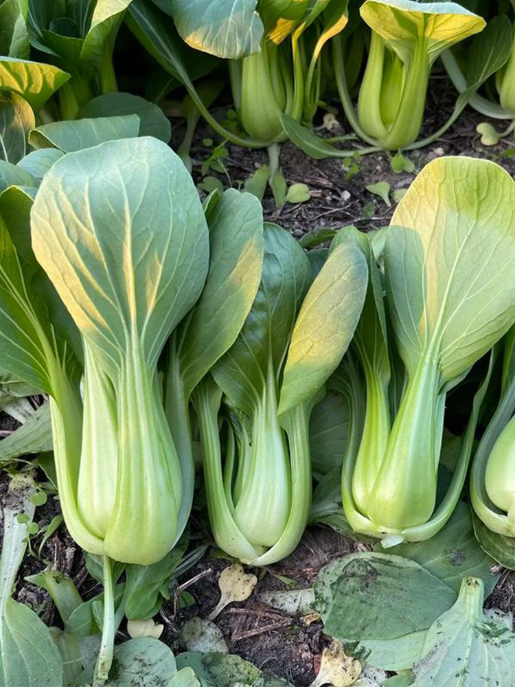 'Jinmei 22' Pak Choi