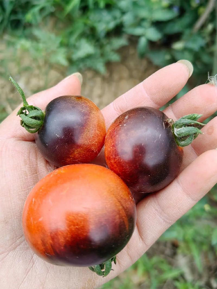 946 Tsukuyomi Special Leaf Tomato