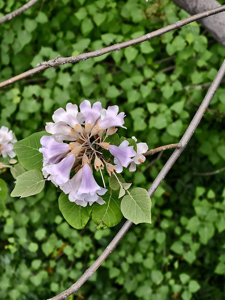 Paulownia fortunei